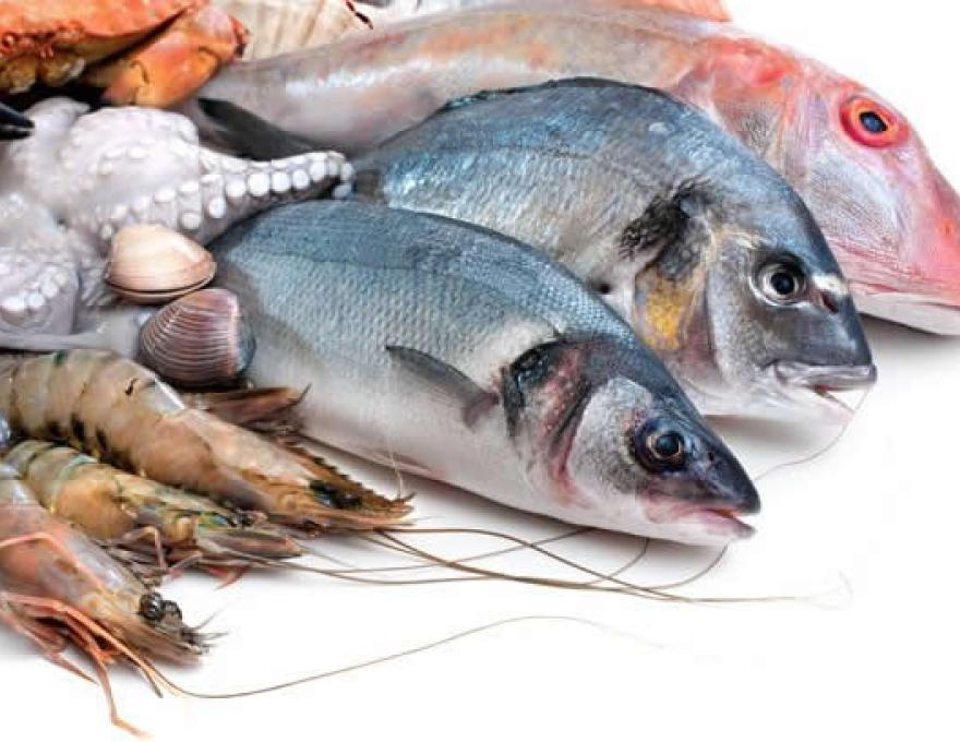 ΙΧΘΥΟΠΩΛΕΙΟ ΦΡΕΣΚΟΣ4