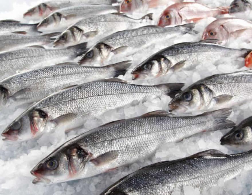 ΙΧΘΥΟΠΩΛΕΙΟ ΦΡΕΣΚΟΣ3