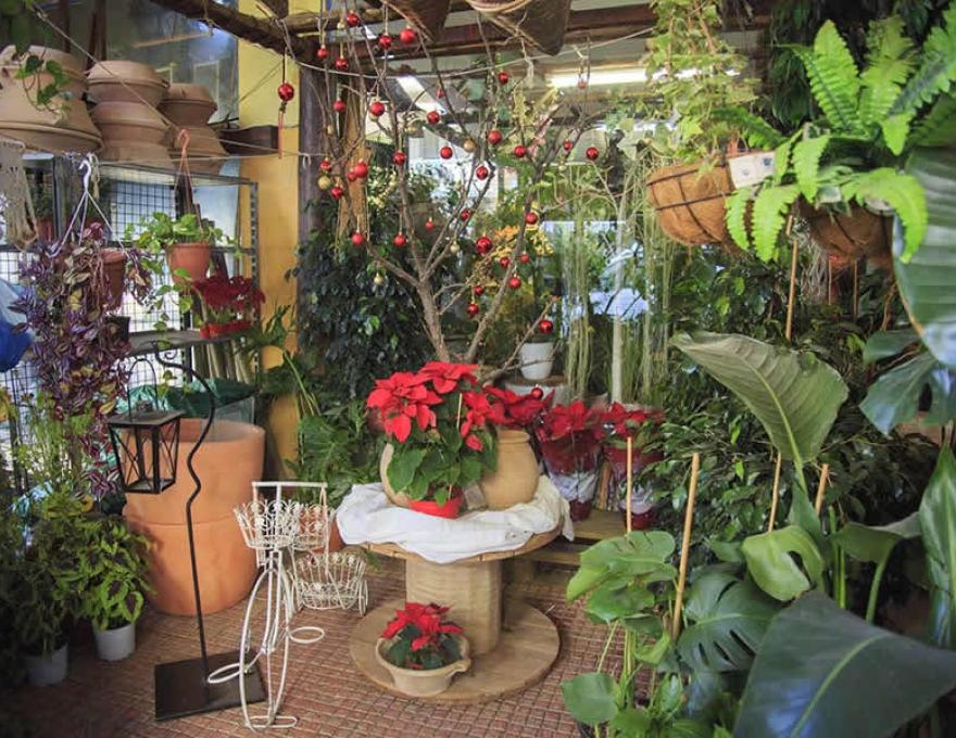 ΦΥΤΩΡΙΟ ΓΕΩΡΓΙΟΣ ΠΑΠΙΟΜΥΤΗΣ2